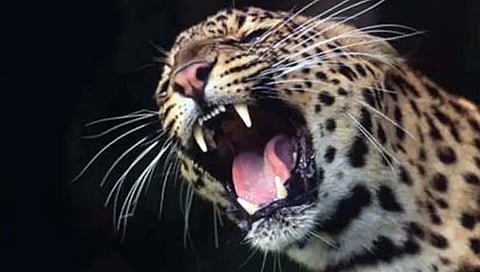 शेळी फस्त केलेला बिबट्या पिंजर्यात कैद; भयभीत झालेल्या उक्कलगाव ग्रामस्थांंनी सोडला सुटकेचा निःश्वास