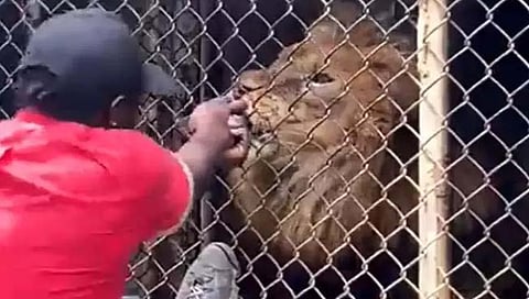 Shocking Video : सिंहाची आयाळ ओढणे पर्यटकाला पडले महागात, गमावून बसला हाताचे बोट (Video)