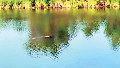 चोपडेवाडीत मगरीचा घोड्यावर हल्ला