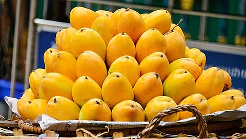 सिंधुदूर्ग : ‘आंबा कॅनिंग’मधून 10 कोटीची उलाढाल; शेतकर्यांना 10 ते 15 टक्के नफा