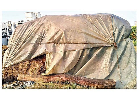 पावसाळ्यात जनावरांच्या चार्याचा प्रश्न निर्माण होऊ नये म्हणून मावळातील शेतकर्यांनी त्याची साठवणूक करून चारा झाकून ठेवला. आहे.