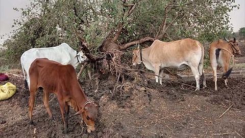 नांदेड : उमरी तालुक्यात अवकाळी पावसाने दळणवळण, वीजपुरवठा ठप्प