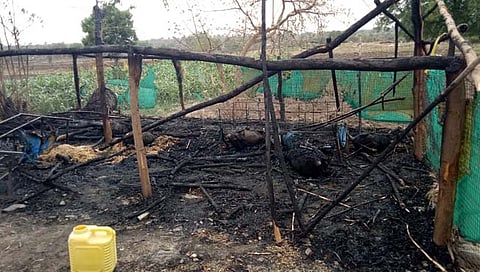 परभणी : बोरकीनीत गोठ्याला आग लागून सहा शेळ्यांचा होरपळून मृत्यू