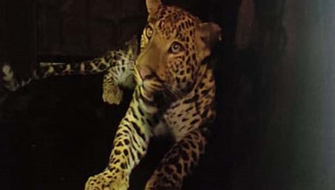 पुणे : जऊळके खुर्द मध्ये तीन महिलांवर हल्ला करणारा बिबट्या जेरबंद