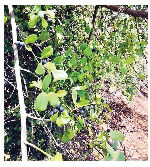 यंदाचा उन्हाळा रानमेव्याशिवाय सुना सुना……