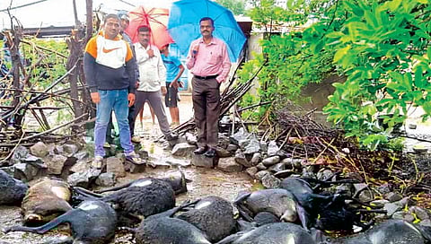 ढालगावमध्ये वीज पडून 24 मेंढ्या ठार