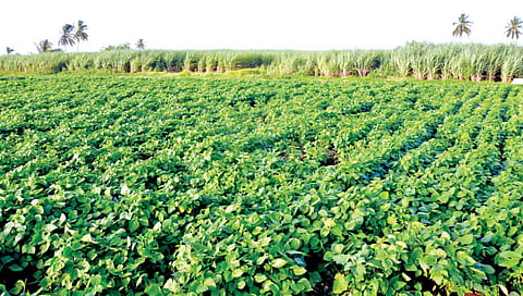 सोयाबीन, भुईमुगाला प्राधान्य ठरेल फायद्याचे