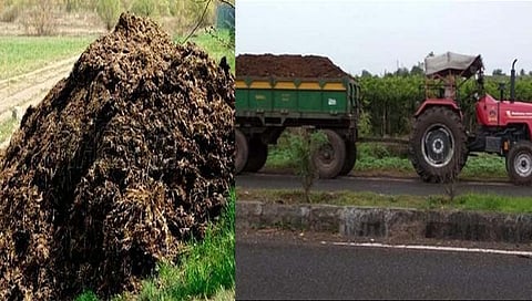 बीड : जमीन सुपीकता निर्देशांकानंतर शेणखताची मागणी वाढली; भावातही वाढ, पशुपालकांना फायदा