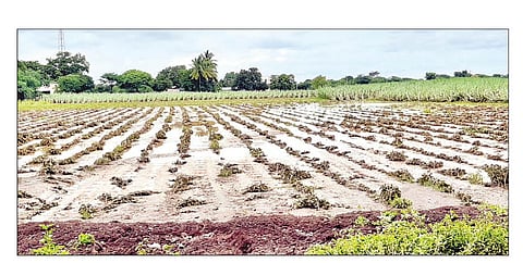 मदतीचे आकडे कोटींचे, शेतकऱ्यांचे हात मात्र रिकामेच !