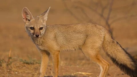 सोलापूर जिल्ह्यात आढळला पांढऱ्या रंगाचा खोकड; भारतातील पहिलीच नोंद