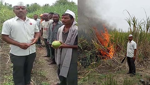 सातारा : शेतकऱ्याने ३ एकर ऊसाला लावली काडी; अन् ऊस तोडण्यास नकार देणाऱ्या कामगारांचा केला सत्कार