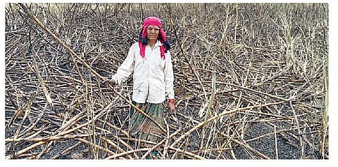 …….आणि रागाच्या भरात शेतकरी महिलेने लावली उसाच्या फडाला आग