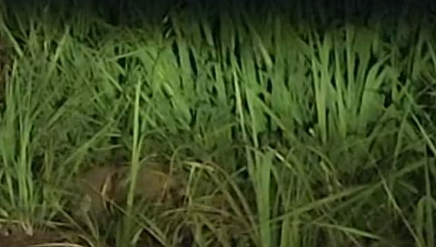 पुणे : कासारसाई येथील बिबट्या कॅमेऱ्यात कैद ; वनविभाग आता तरी जागा होणार का?, ग्रामस्थांचा सवाल