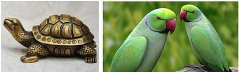 पोपट, कासव घरात ठेवणे पडेल महागात