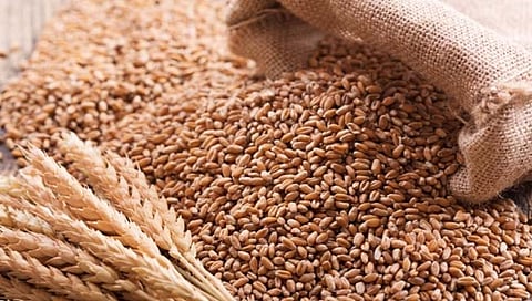 Buy wheat : ३१ मेपर्यंत गहू खरेदी सुरु ठेवण्याचे केंद्राचे निर्देश