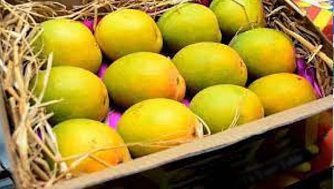 Mango Export | नाशिकच्या लासलगावमधून दीड महिन्यात ६०० टन आंब्यांची परदेशवारी