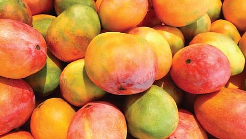 नाशिक : बदलत्या वातावरणामुळे आंबा उत्पादकही चिंतेत