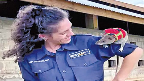 ढिगार्यात अडकलेल्या लोकांना शोधणारे उंदीर