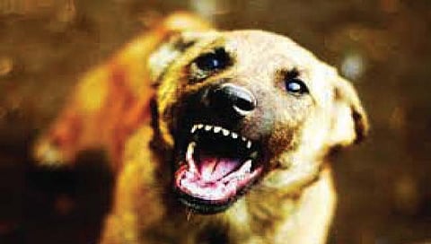 कुत्र्यांचा हल्ला