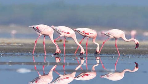 कोल्हापुरातील सात राखीव संवर्धन क्षेत्रे