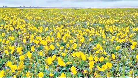 मसाई पठारावरील जैवविविधता अबाधित राहणार