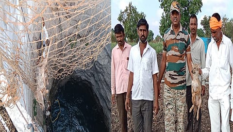 नाशिक : विहीरीत पडला कोल्हा, वनकर्मचाऱ्यांनी ‘असे’ काढले बाहेर