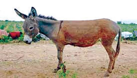 गाढवांची तस्करी