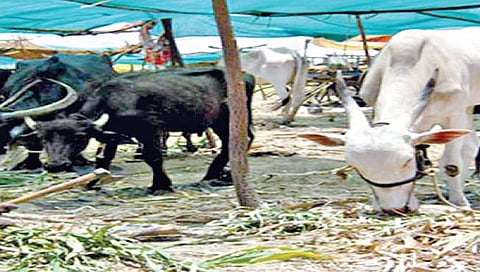चारा छावण्यांच्या 36 कोटींच्या बिलांचा मार्ग मोकळा