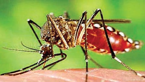 Mumbai monsoon diseases outbreak