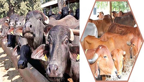 पशूनिगा : पावसाळा आणि जनावरांचे आरोग्य