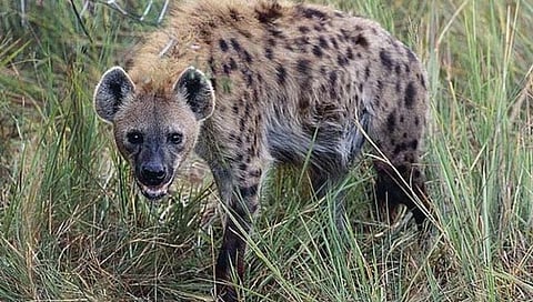 गारगोटी : पंडीवरे-भुजाबाई पठारावर तरसाचा धुमाकूळ; तीन बकर्यांसह बारा कुत्र्यांचा घेतला जीव