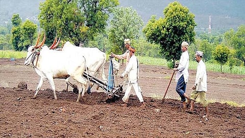 सोलापूर जिल्ह्यात दुबार पेरणीचे संकट