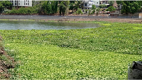 नाशिक : दिवसेंदिवस वाढत असलेला गोदावरीच्या प्रदूषणाचा विळखा. (छाया : हेमंत घोरपडे)