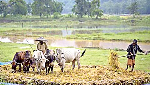 महाराष्ट्राच्या चेरापुंजीत अवघा 21 टक्के पर्जन्य; वरुणराजाकडे डोळे