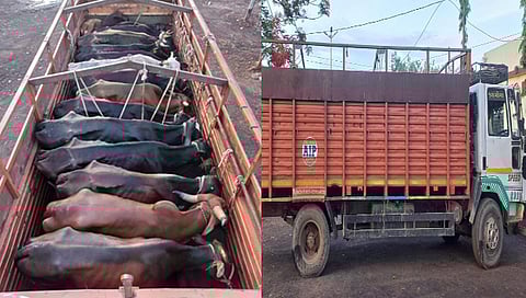 धुळे : कत्तलीच्या उद्देशाने होणारी वाहतुक रोखली ; 19 गायींसह 4 वासरांची सुटका
