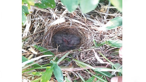 सिन्नर : अंड्यातून जन्मलेली पक्ष्याची पिले.