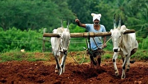 जळगावमध्ये शेतकऱ्यांचा पेरण्या उरकण्यावर भर ; खरिपाच्या ८९ टक्के पेरण्या