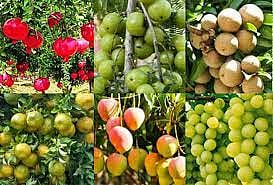 बारामती उपविभागात 901 हेक्टरचे उद्दिष्ट; फळबाग लागवडीसाठी अर्ज करण्याचे आवाहन