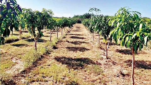 Orchard planting scheme