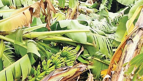 वादळी वारे, पावसाने केळीबागा जमीनदोस्त