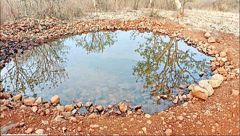 ...अखेर बार्शी वन विभागाला आली जाग