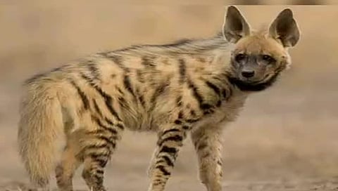 नाशिक : बिबट्यासदृश्य प्राण्याच्या हल्ल्यात दोन विद्यार्थी जखमी