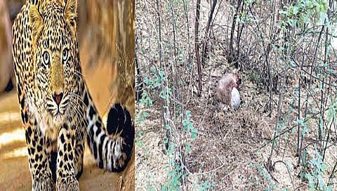 नाशिकच्या वासोळ परिसरात बिबट्याचा धुमाकूळ सुरुच, नागरिकांत दहशत