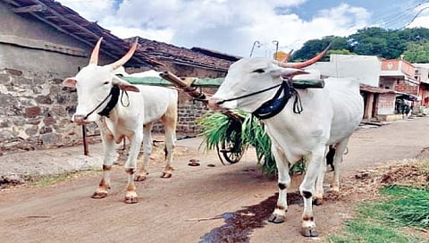 यांत्रिकीकरणातही बैलांच्या कष्टाचे महत्त्व कायम