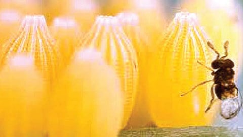 ट्रायकोग्रामाने नायनाट करा शेंदरी बोंडअळीचा