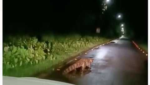 Crocodiles : चिपळूणच्या रस्त्यावरून मगरींचा संचार; नागरिक भयभीत