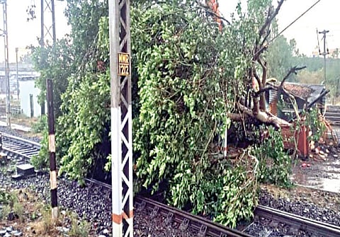 मनमाड : रेल्वे रुळावर उन्मळून पडलेल्या झाडाने वाहतूक विस्कळीत झाली.(छाया : रईस शेख)