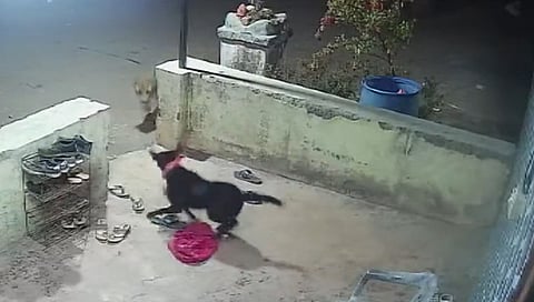 Video : बिबट्याचा कुत्र्यावर हल्ला, नाशिकच्या मुंगसरे गावातील थरारक घटना