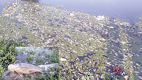 लासलगाव : साठवण बंधार्यात साचलेला मृत माशांचा खच व त्यामुळे झालेले दूषित पाणी.
(छाया : राकेश बोरा)