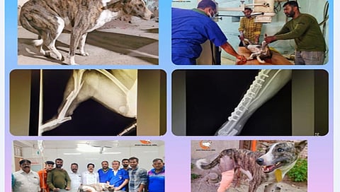 नाशिक : उंचावरुन खाली फेकलेल्या श्वानावर मंगलरुप गोशाळेच्या मदतीने शस्त्रक्रिया